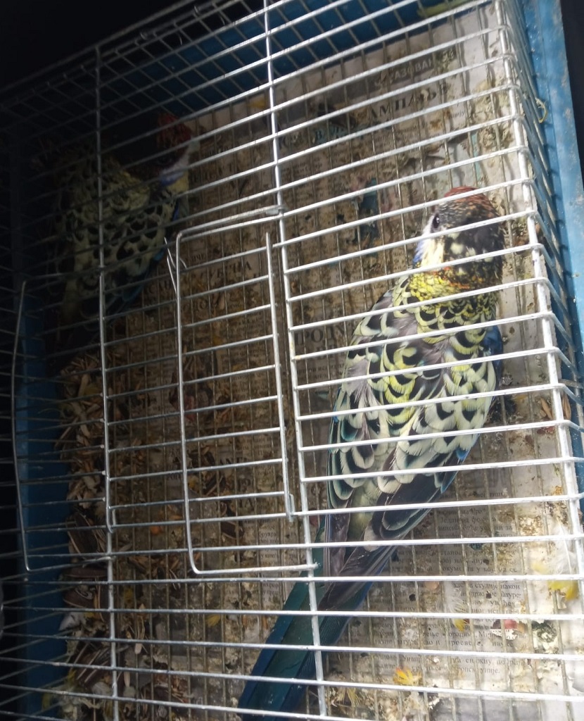 Цариници спасили птице из руку кријумчара